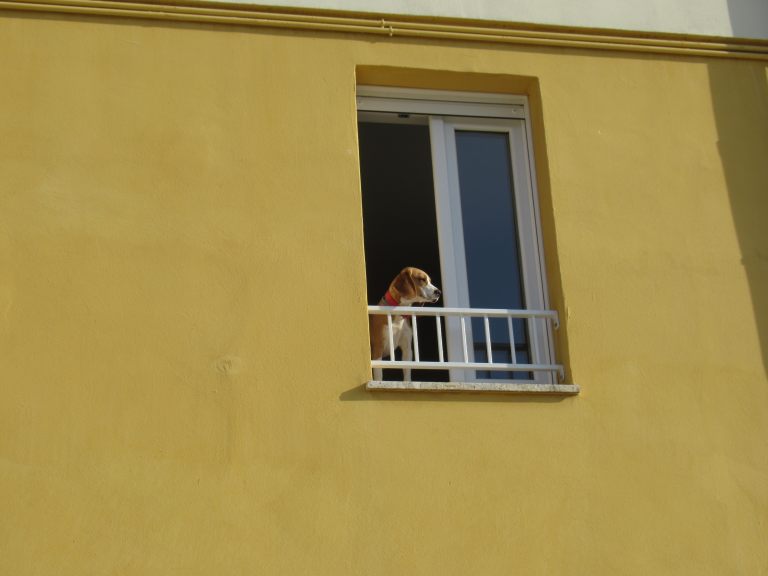 animali residence borgo offida